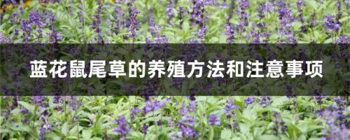 蓝花鼠尾草的养殖方法和注意事项