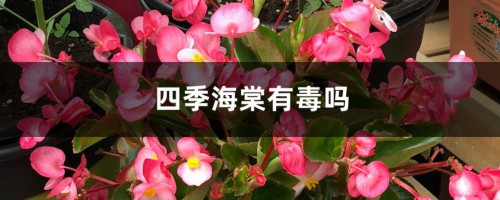 四季海棠有毒吗