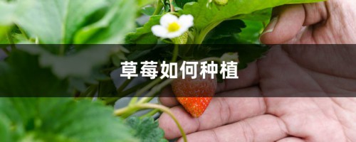 草莓表面刮点皮，扔土里蹭蹭冒芽，结出100个果子！