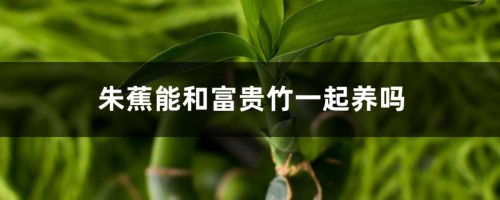 朱蕉能和富贵竹一起养吗，怎么养