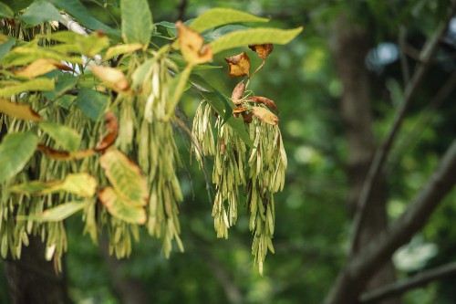 白蜡树