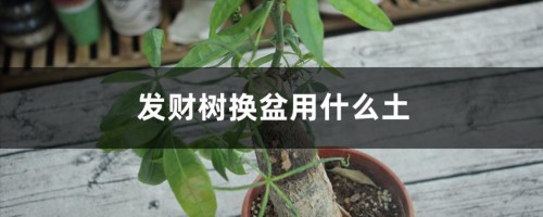 发财树换盆用什么土