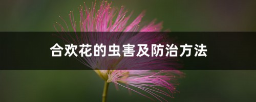 合欢花的虫害及防治方法