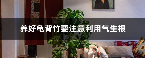 养好龟背竹要注意利用气生根